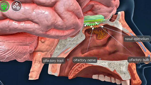Perception of odours