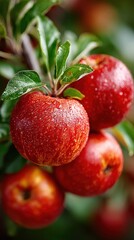 Obraz premium Fresh Red Apples on Tree Branch with Water Droplets, Close-up