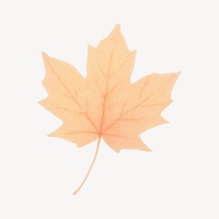 Obraz premium Delicate autumn maple leaf illustration.