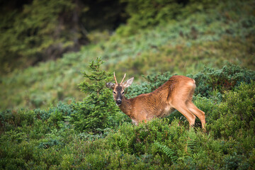 a roe buck yearling on a mountain meadow with juniper and blueberries, at a sunny summer morning