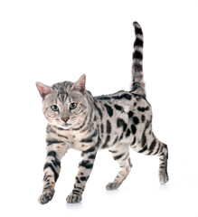 bengal cat in studio