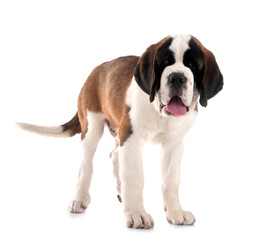 puppy saint bernard in studio