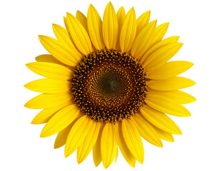 Fototapeta premium Sunflower Blossom Macro Photography with Dark Center, isolated on transparent background PNG
