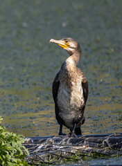 Great Cormorant (Phalacrocorax carbo) in summertime, at a small lake in Skane, southern Sweden.