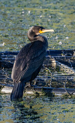 Great Cormorant (Phalacrocorax carbo) in summertime, at a small lake in Skane, southern Sweden.