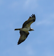Osprey (Pandion haliaetus) flying against blue sky, in southern Sweden.