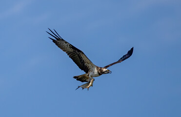 Osprey (Pandion haliaetus) flying with prey (fish) against blue sky, in southern Sweden.