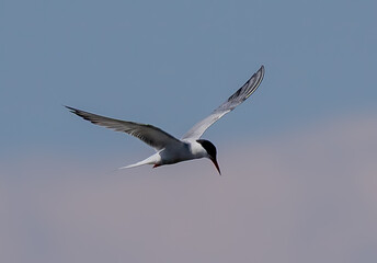 Arctic Tern (Sterna paradisaea) flying in southern Sweden.