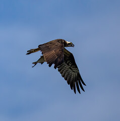 Osprey (Pandion haliaetus) flying with prey (fish) against blue sky, in southern Sweden.