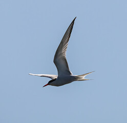 Arctic Tern (Sterna paradisaea) flying in southern Sweden.