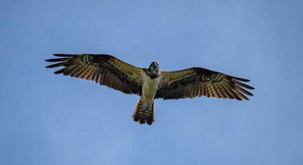 Osprey (Pandion haliaetus) flying against blue sky, in southern Sweden.