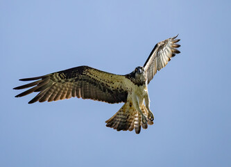 Osprey (Pandion haliaetus) flying against blue sky, in southern Sweden.