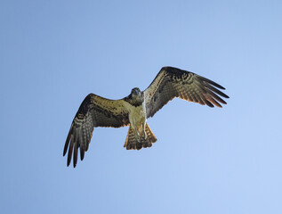 Osprey (Pandion haliaetus) flying against blue sky, in southern Sweden.