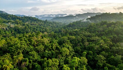 Obraz premium Breathtaking aerial view of a dense tropical rainforest with mist rising over the lush green canopy and distant hills at dawn