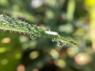 dew drops on a green leaf