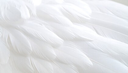 White Bird Feathers Closeup Texture.