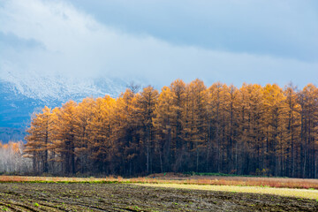 秋の黄金色のカラマツ林と秋の畑
