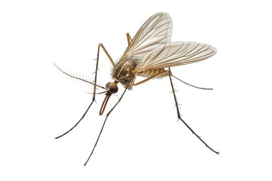 Mosquito bug detailed close-up isolated on transparent background
