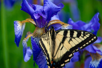 A macro of a beautiful swallowtail butterfly resting on a vibrant purple iris. The intricate...