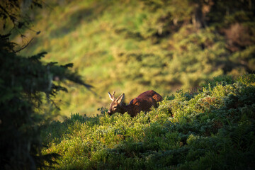 Obraz premium a roe buck yearling on a mountain meadow with juniper and blueberries, at a sunny summer morning
