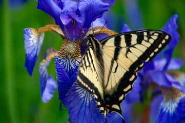 A macro of a beautiful swallowtail butterfly resting on a vibrant purple iris. The intricate...