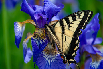 A macro of a beautiful swallowtail butterfly resting on a vibrant purple iris. The intricate...