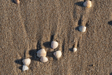 Group of seashells scattered on wet sand at the beach, creating a natural coastal detail with soft light and texture