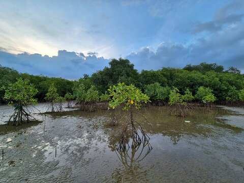 Magrove trees with branches with green leaves. Mangrove leaf at beach in the afternoon. Detail of mangrove trees along the mangrove forest. Fresh green natural color of the nature.