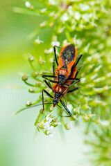 Red stink bug mating on a plant in the wild