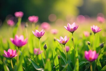 Obraz premium Close-up of delicate pink wildflowers blooming in a lush green meadow, sunlight filtering through leaves A vibrant display of natural beauty, perfect for spring or summer themes , meadow, macro