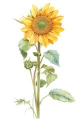 Naklejka premium Sunflower sunflower illustration plant.
