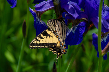 A macro of a beautiful swallowtail butterfly resting on a vibrant purple iris. The intricate...