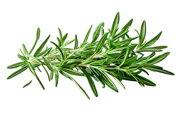 Fototapeta premium Rosemary isolated on transparent background