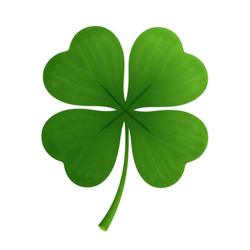 four leaf clover isolated
