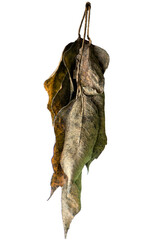 branch with dried leaves of the plant, pigmented leaf, focused on the foreground and blurred background. isolated on a transparent background
