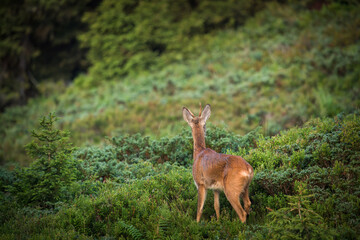 a roe buck yearling on a mountain meadow with juniper and blueberries, at a sunny summer morning