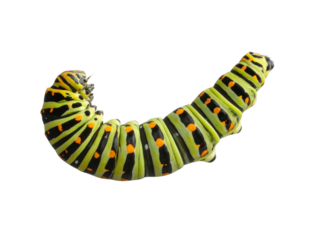 Macro View of Monarch Caterpillar Hanging Upside Down in J-Shape, Transparent Background