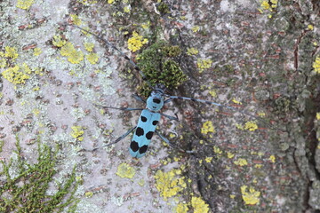 Blue Longhorn Beetle with Black Spots (Rosalia batesi) in Japan