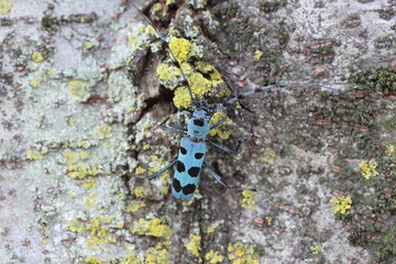 Blue Longhorn Beetle with Black Spots (Rosalia batesi) in Japan
