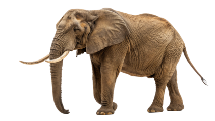 Extinct animal African forest elephant isolated on transparent background