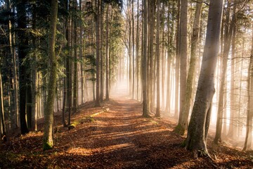 Footpath through an Autumn forest in the mist, Salzburg, Austria