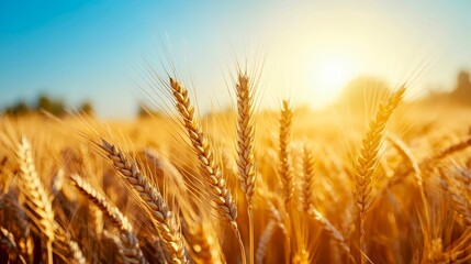 Golden wheat field agriculture closeup rural harvest sunlight peaceful scenic natural