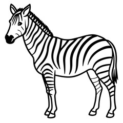 Stylized black and white zebra illustration
