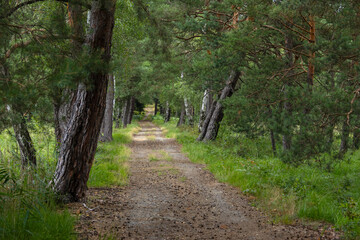 Waldweg