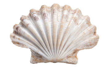 Obraz premium A shell with a white center and a brown rim