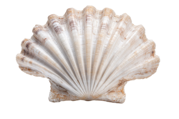 A shell with a white center and a brown rim