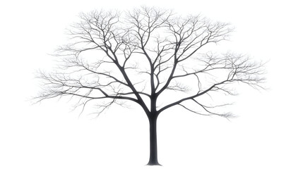 tree crown silhouette color woodcut illustration, beautiful, ornament,