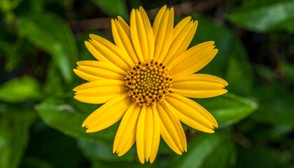 Obraz premium Close-up of a vibrant yellow flower with a detailed center, showcasing its intricate petals against a backdrop of out-of-focus green foliage.