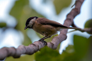 Close up of marsh tit bird ( Poecile palustris ) with seed of fig in its beak.