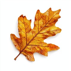 Fototapeta premium An Autump Oak leaf vibrant plant oak.